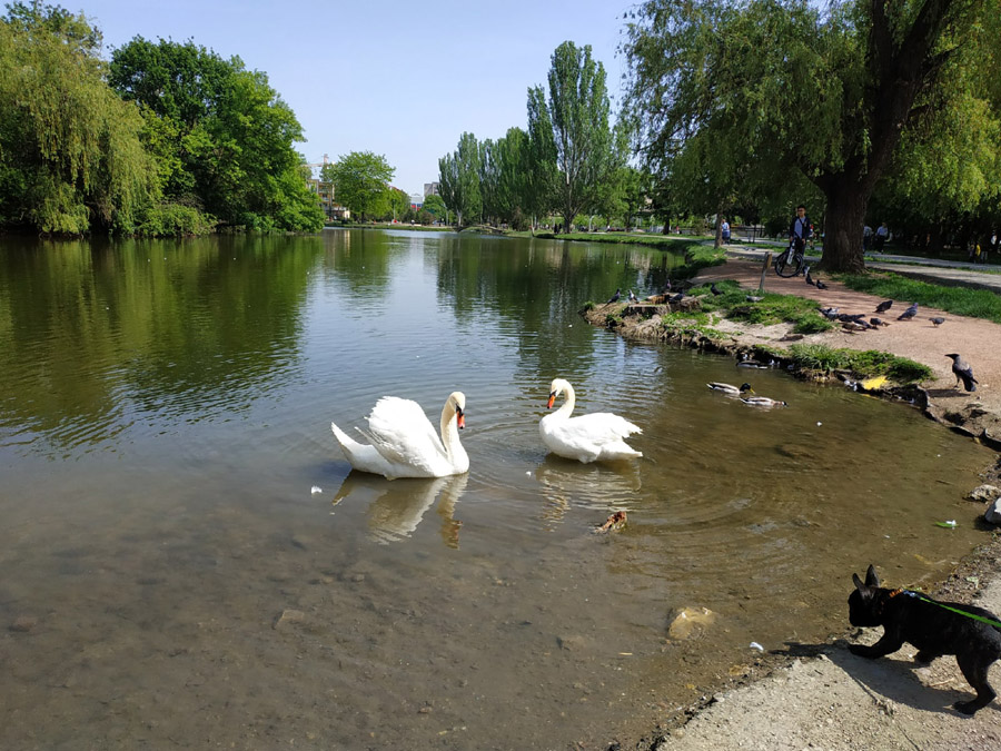 Лебеди и утки – постоянные обитатели озера в Гагаринском парке Развлечения в окрестностях Песчаного – Симферополь